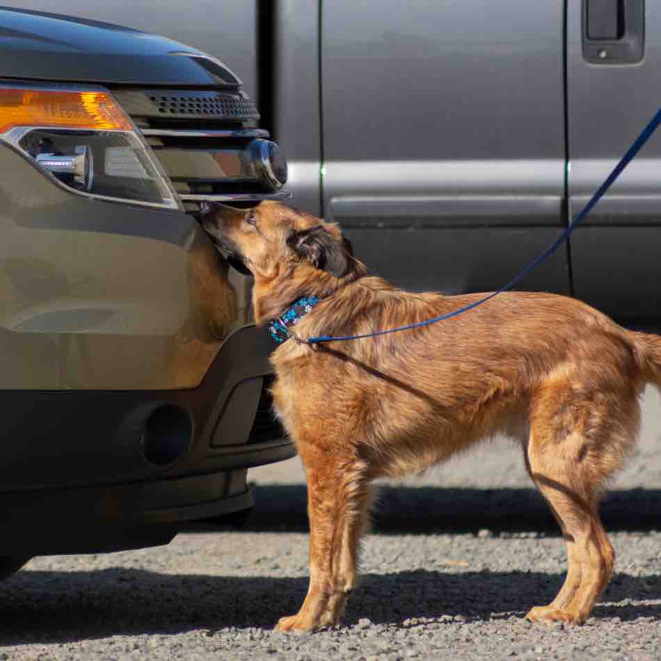 Mixed breed dog training for scent detection.