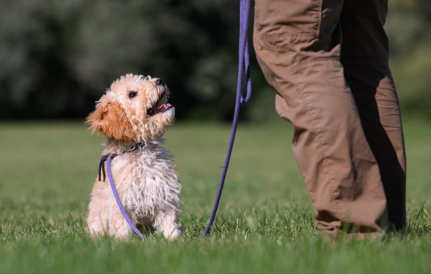 Puppy Training Lessons & Programs Big Sky K9